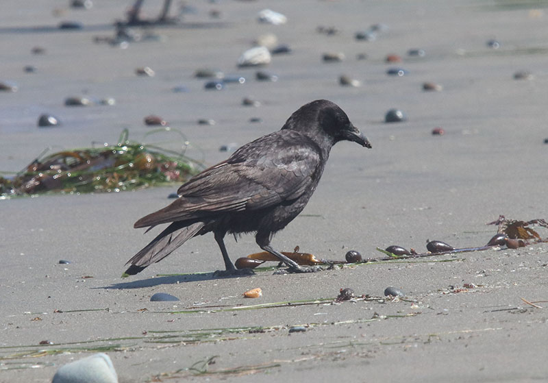 American Crow